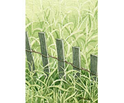 Overgrown Snow Fence